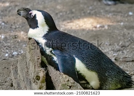 A closeup of a great auk in a forest