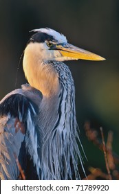 Close-up Of Great Blue Heron In Florida Wetland