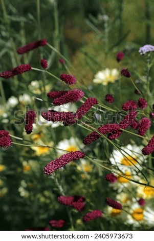 Closeup of Great Burnet flower spikes, Derbyshire England
