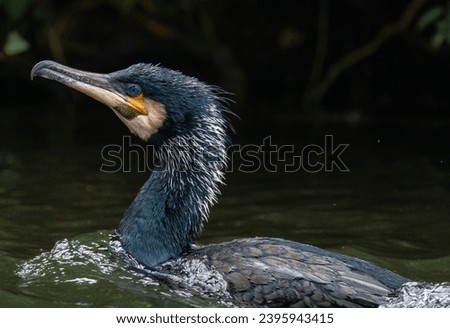  A close-up of a great cormorant swimming in the water.