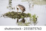 A closeup of a great crested grebe (Podiceps cristatus) on its nest on a lake at Lyndon Visitor Centre