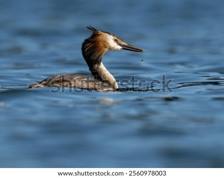 Similar – Image, Stock Photo Serene great crested grebe in a rain-kissed lake