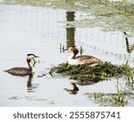 A closeup of great crested grebes (Podiceps cristatus) on their nest on lake at Lyndon Visitor Centre