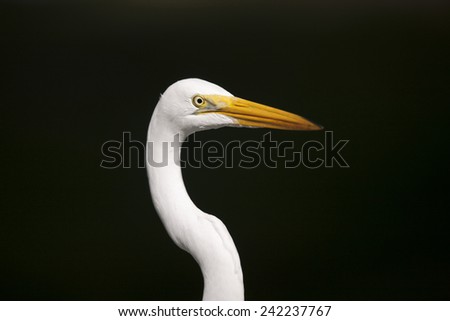 Similar – Image, Stock Photo bird Bird Zoo Ocean White