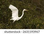 Closeup of a Great egret takeoff at Sundarban tiger reserve, India