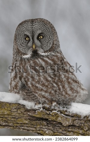 Close-up of a Great grey owl perching on a branch