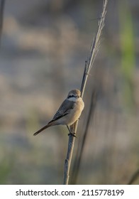 A Closeup Of A Great Grey Shrike