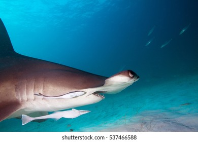 Closeup Great Hammerhead Sharks Profile Stock Photo Edit Now