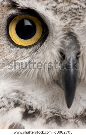 Close-up of Great Horned Owl, Bubo Virginianus Subarcticus