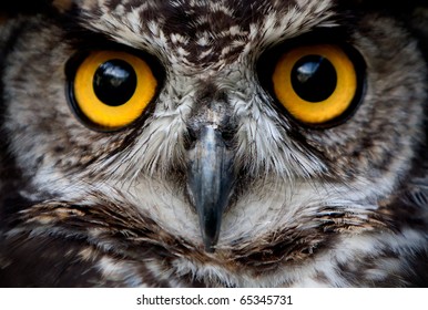 A close-up of a great owl's mesmerizing eye, capturing the wild beauty and intense focus of this nocturnal bird of prey in nature. - Powered by Shutterstock