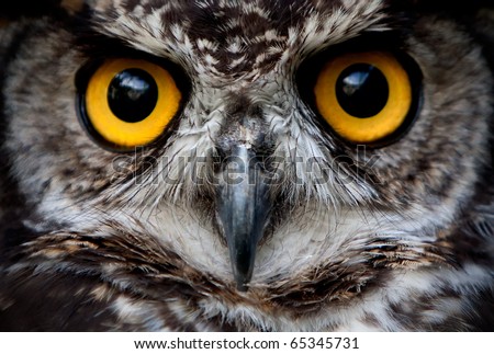 A close-up of a great owl's mesmerizing eye, capturing the wild beauty and intense focus of this nocturnal bird of prey in nature.