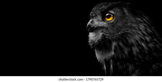 Close-up of a Great Spotted Owl on a black background. Detail bubo bubo. Owl on the black background. - Powered by Shutterstock