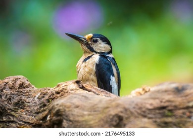 Closeup of a great spotted woodpecker bird, Dendrocopos major, perched in a forest in Summer season
