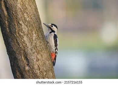A closeup of a Great spotted woodpecker perched on a tree on a blurred background - Shutterstock ID 2157216155