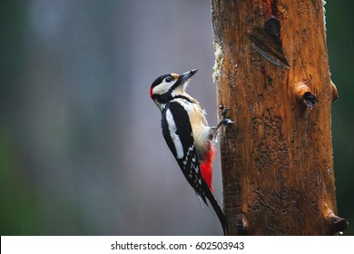 Close-up of Great Spotted Woodpecker sitting on a tree in a rainy spring forest - Shutterstock ID 602503943