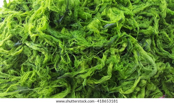 Close-up\
green algae background. Green algae from\
Lao