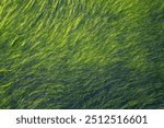 Close-up of green algae, blurred image of green algae carpet floor on rock, green texture and background seamless