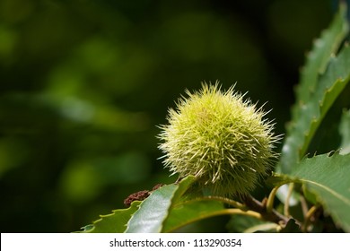 Closeup Of Green American Chestnut