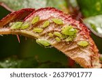 Close-up of green aphids on a red leaf, showcasing detailed textures and vibrant colors in a natural setting.