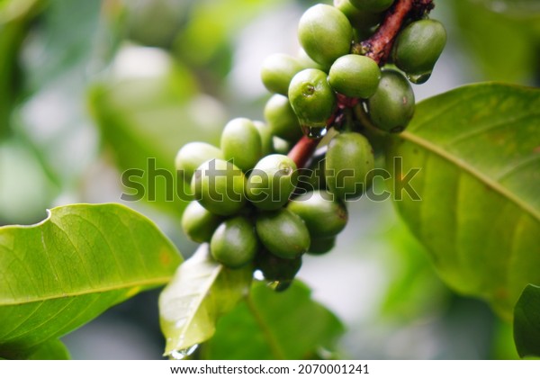 Closeup green Arabica coffee seed on Coffee arabica tree\
is a species of flowering plant in the coffee and madder family\
Rubiaceae - local agriculture in northern pha hee village chiangrai\
thailand 