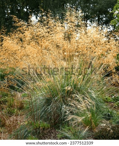 Closeup of the green arching leaves and long stemmed flowerheads of the ornamental garden grass Stipa gigantea seen in summer.
