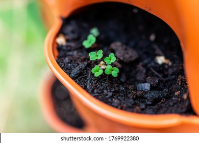 Closeup Of Green Arugula Small Tiny Sprouts In Orange Garden Vertical Container Surface Pocket With Rich Soil Macro Showing Detail And Texture In Spring