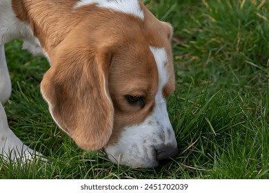 A close-up green background photo of a beagle eating grass!!! - Powered by Shutterstock