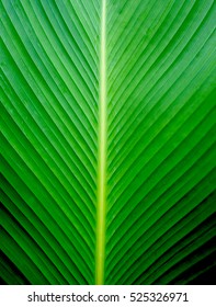 Closeup Green Banana Leaf Texture, Abstract Banana Leaf Background