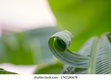 The Close-up Of The Green Banana Leaf Is Torn And Is Unusually Shaped By The Banana Leaf Curling Into A Circle. In Some Areas Of The Leaves. The Photos Are Partially Clear