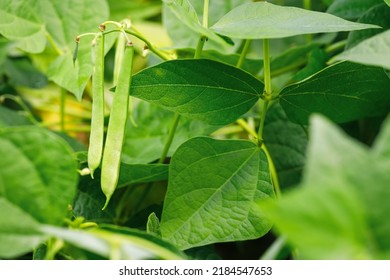 closeup of green beans growing on bush in vegetable garden. Selective focus - Shutterstock ID 2184547653
