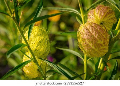 Close-up of green and brown balloon plant seed pods with spiky texture in a garden. - Powered by Shutterstock