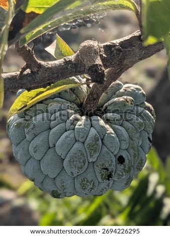 A close-up of a green, bumpy custard apple, also known as a sugar apple, hanging from a woody branch amidst lush, sunlit leaves in an orchard.