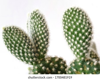 Closeup Green Bunny Ear Cactus On White Background.