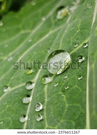 close-up of a green cabbage leaf with dew drops. Water drops on a leaf close-up