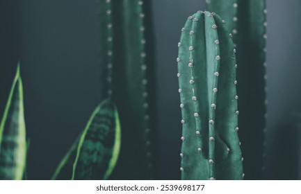 Close-up of a green cactus with long vertical ridges and small white dots, set against a soft, blurred background. - Powered by Shutterstock