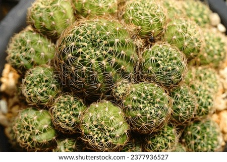 Closeup Green Cactus Plant or Call lobivia arachnacantha in the cactus family. Nature Green Desert Plant backdrop and beautiful detail