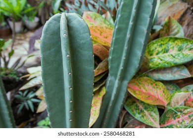 Close-Up of Green Cactus with Sharp Spines