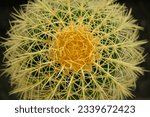 Close-up of a green cactus with spiky, yellow spines.