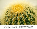 Close-up of a green cactus with spiky, yellow spines.
