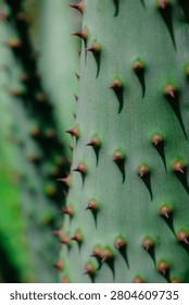 Close-up of a green cactus stem with sharp spines in soft natural light. Shallow focus highlights texture, pattern, and desert plant detail.