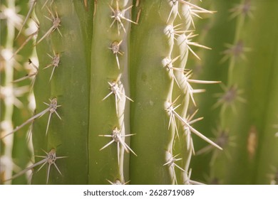 Close-up of green cactus stems with sharp spines, highlighting natural texture, sunlight, and desert plant details