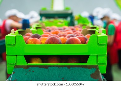 Closeup Of Green Cardboard Boxes With Selected Fresh Ripe Peaches On Conveyor Belt Of Sorting Production Line In Storage Warehouse