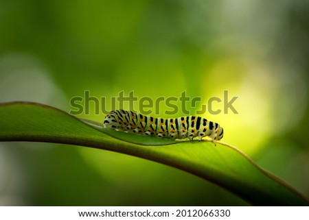 close-up of a green caterpillar with black stripes and orange points on a leaf (Papilio polyxenes). beautiful blurred green background with copy space for text.