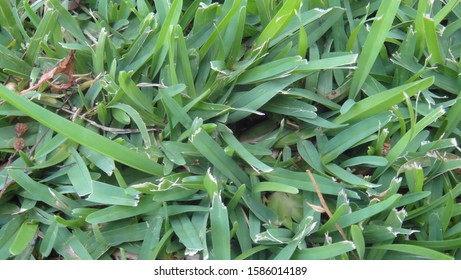 Closeup Of Green Centipede Grass