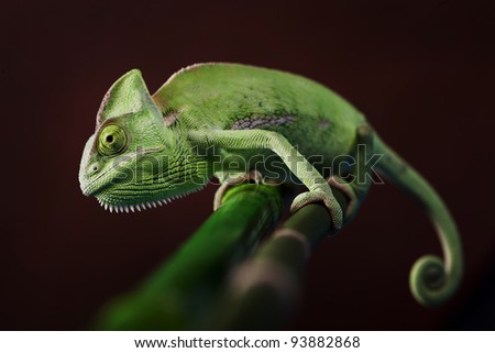 Closeup of green chameleon