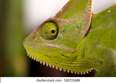 Close-up Of Green Chameleon Eye.