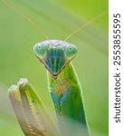 Closeup of a green Chinese Praying Mantis (Tenodera sinensis) looking at the camera against a bright green background