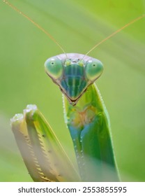 Зеленый китайский богомол (Tenodera sinensis) смотрит на камеру на ярко-зеленом фоне