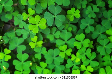 Closeup Green Clover Leaf for Background Uses. - Shutterstock ID 311508587
