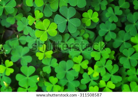 Closeup Green Clover Leaf for Background Uses.